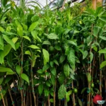 Arboles de Citricos