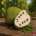 Guanábana (Annona Muricata)