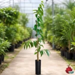 Guanabana
