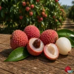 Litchi