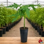Papaya