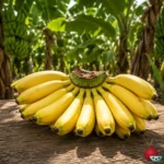 Platanera Enana Canaria
