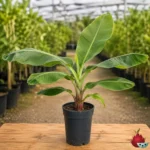 Platanera Enana Canaria