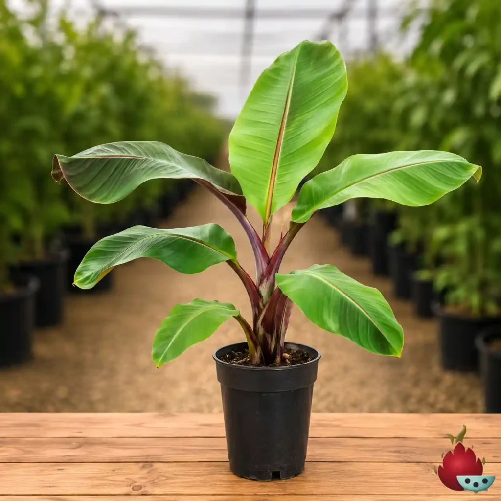 Platanera Roja