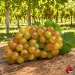 Vid Moscatel