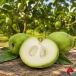 Zapote Blanco