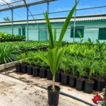 Palmera Coco Plumoso