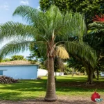 Palmera Coco Plumoso
