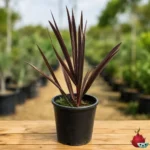 Palmera Azul