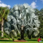 Palmera Azul