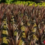 Palmera Azul
