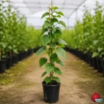 Planta de Alquejenje