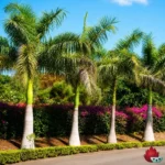 Palmera Real Cubana