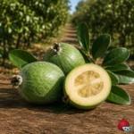 Feijoa