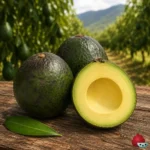 Aguacate Reed