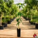 Arbol de Mango