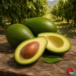 Aguacate Zutano