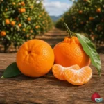 Satsuma Owari