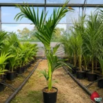 Palmera Real Australiana (Archontophoenix Alexandrae) Mediana