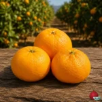 Mandarino Satsuma Okitsu