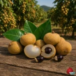 Longan