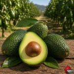 Aguacate Fuerte Patrón Clonal Duke 7