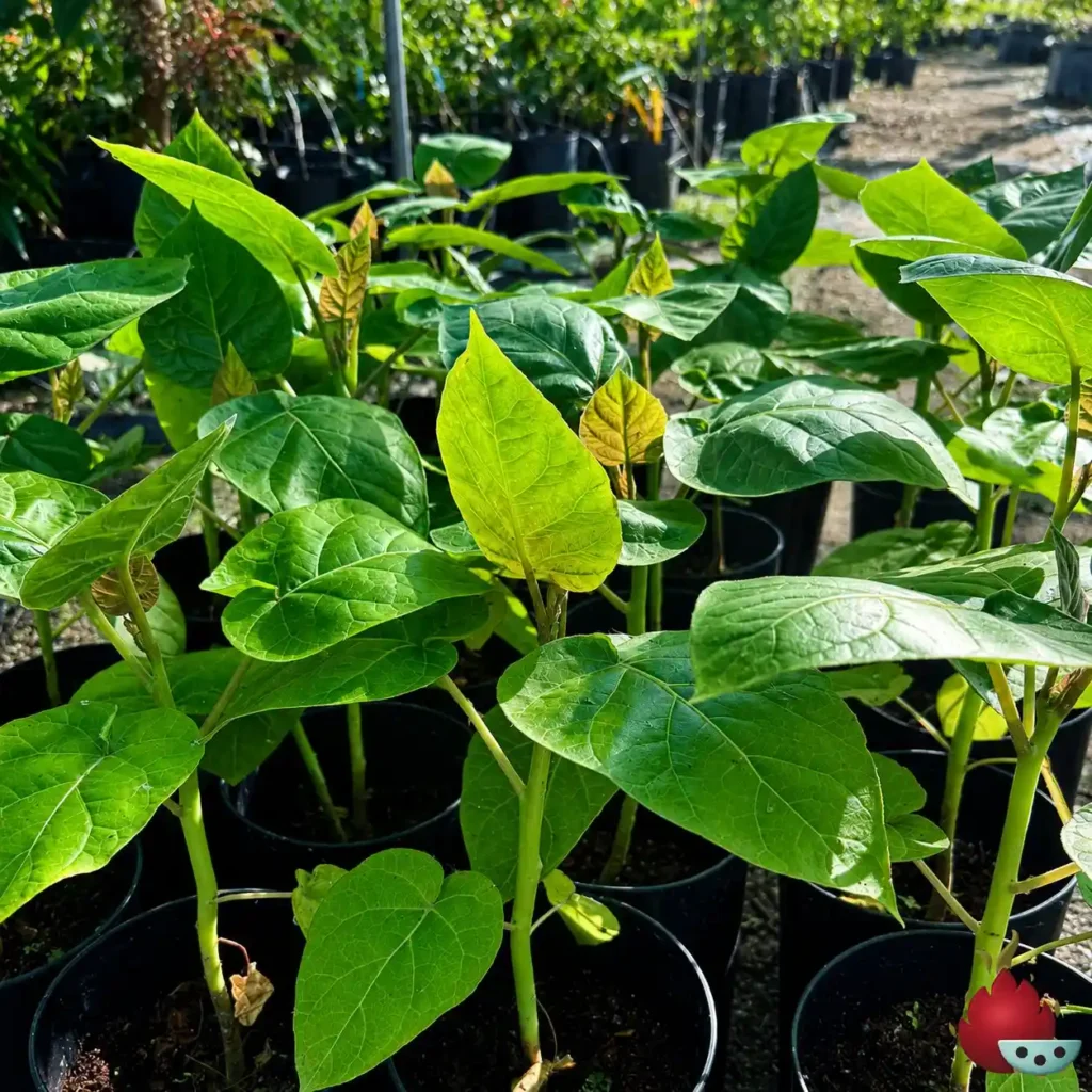 Tamarillo o Tomate de Arbol