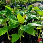Tamarillo o Tomate de Arbol