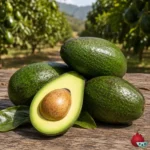 Aguacate Bacon Patrón Clonal Duke 7