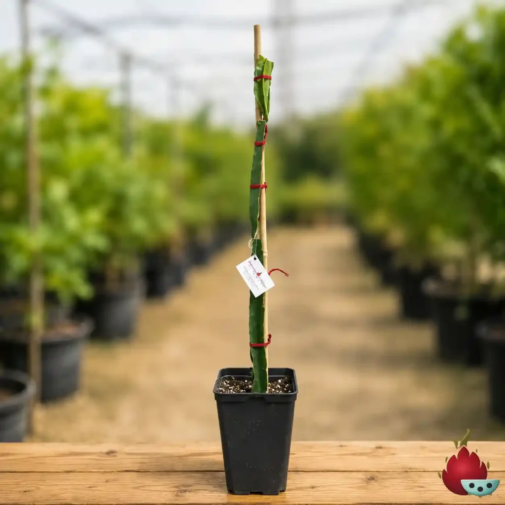 Planta Pitaya