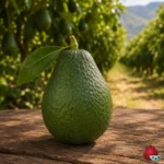 Aguacate Jimenez 2