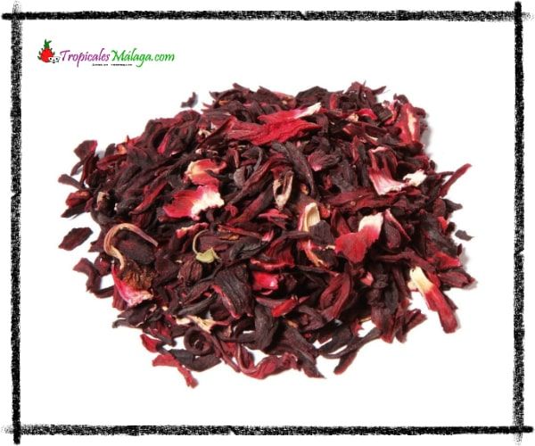 Hibisco