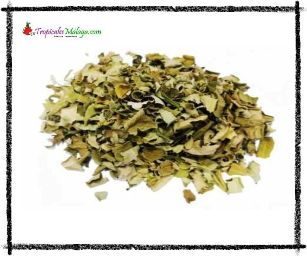 Moringa