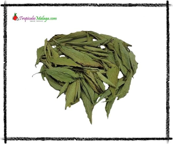Stevia