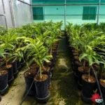 Palmera Cola De Zorro