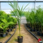 Palmera Real Cubana