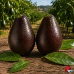 Aguacate Hass Water Hole
