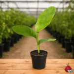 Planta de Curcuma