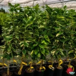 Limonero Eureka Variegado