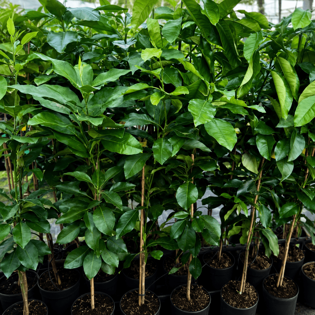 Naranjo Arcobal (Citrus Meyeri × Citrus Sinensis)