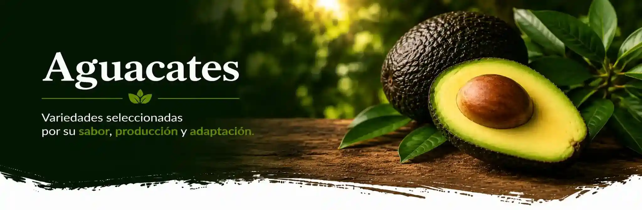 Categoria Aguacates
