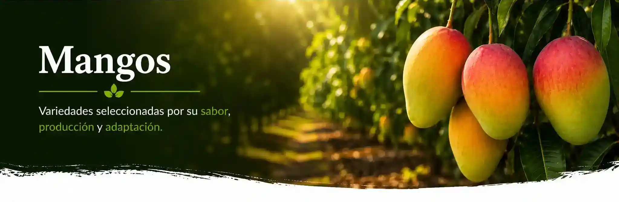 Categoria Mangos